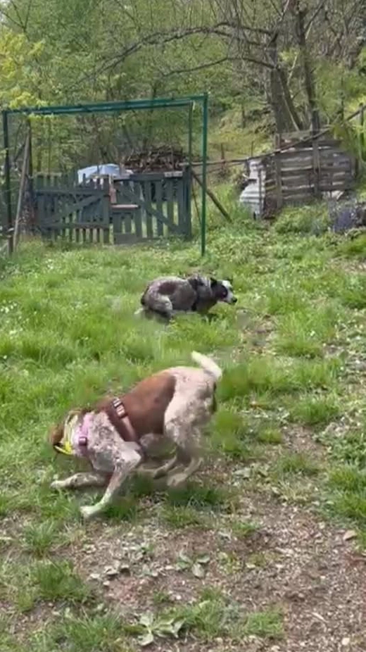 Betta che gioca in giardino