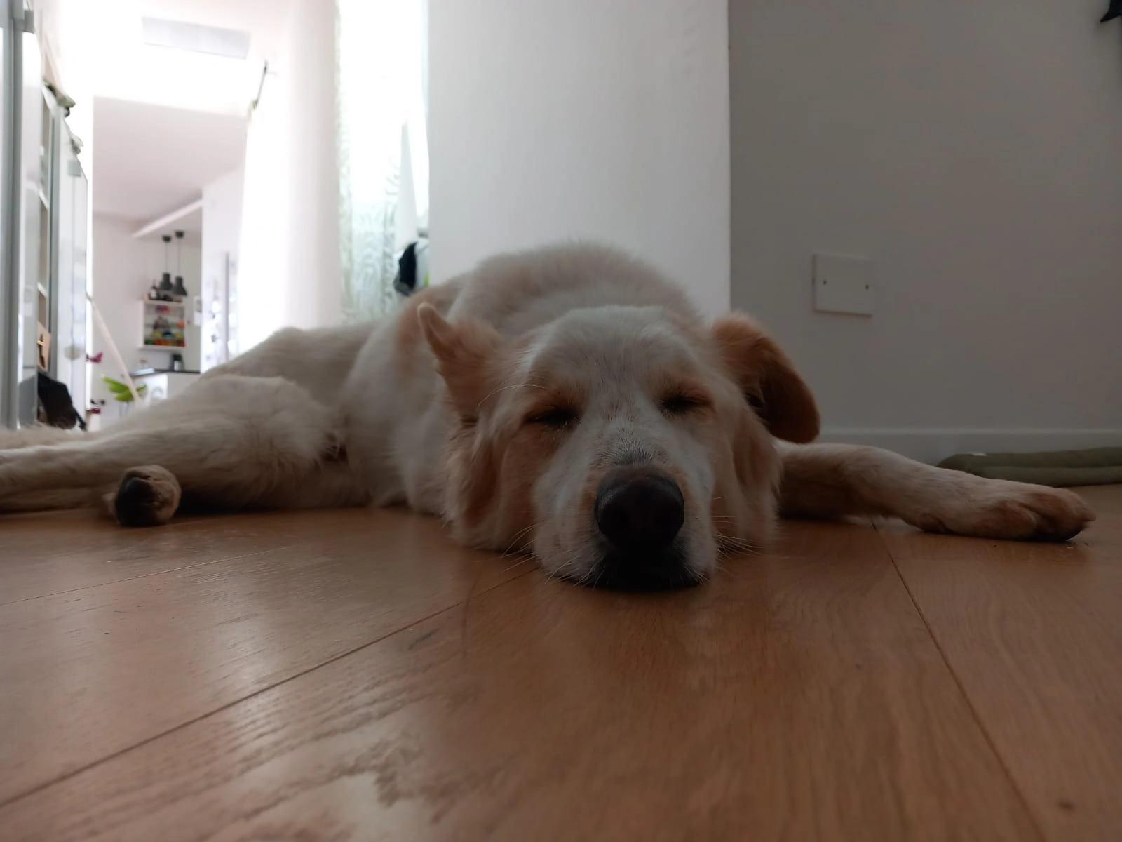 Tobia che dorme spalmato