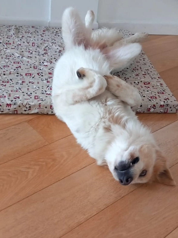 Tobia coccole sul pavimento