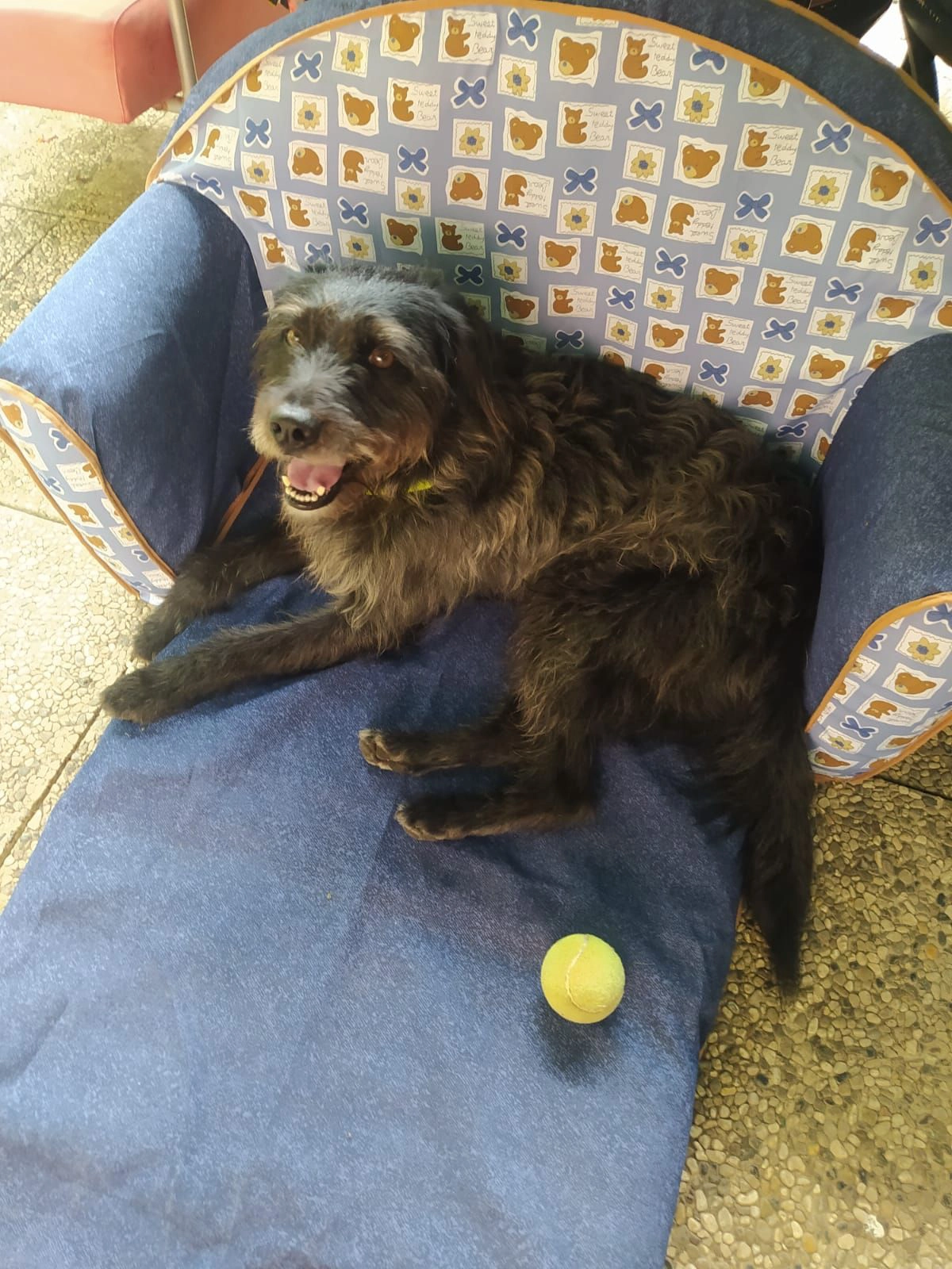 Birba sulla poltrona