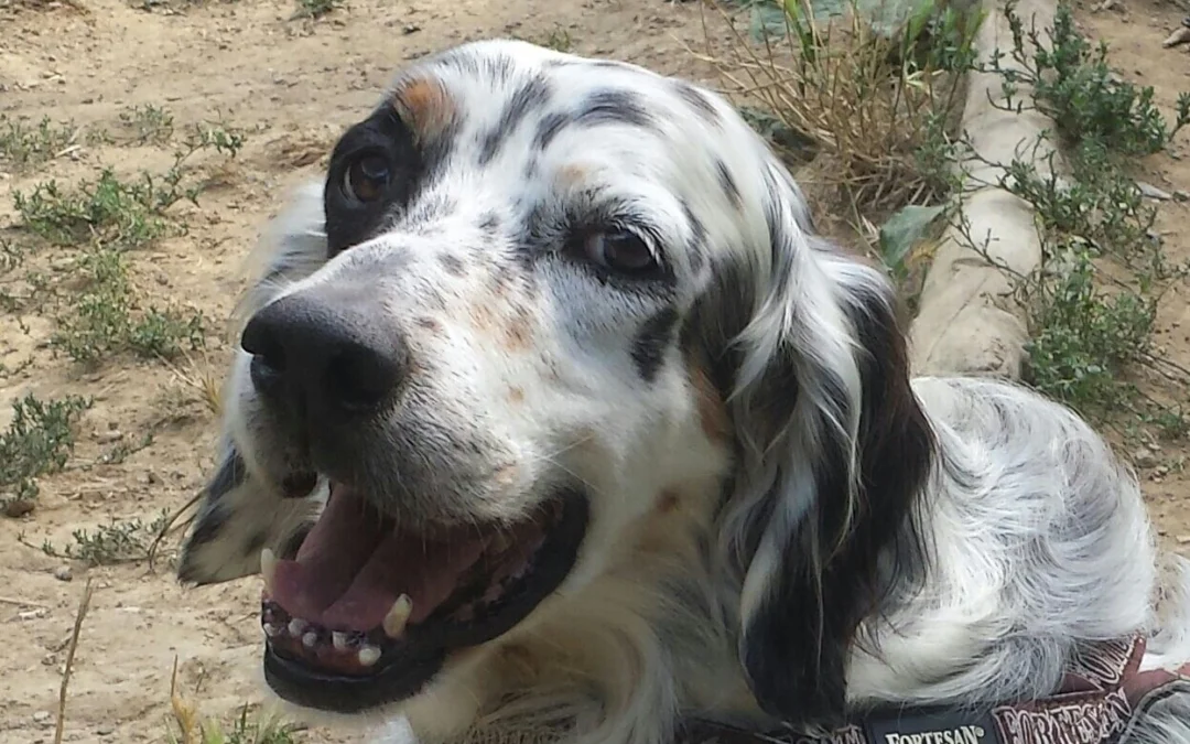 Immagine WhatsApp 2025 07 09 ore 13.03.22 17c2ac8b