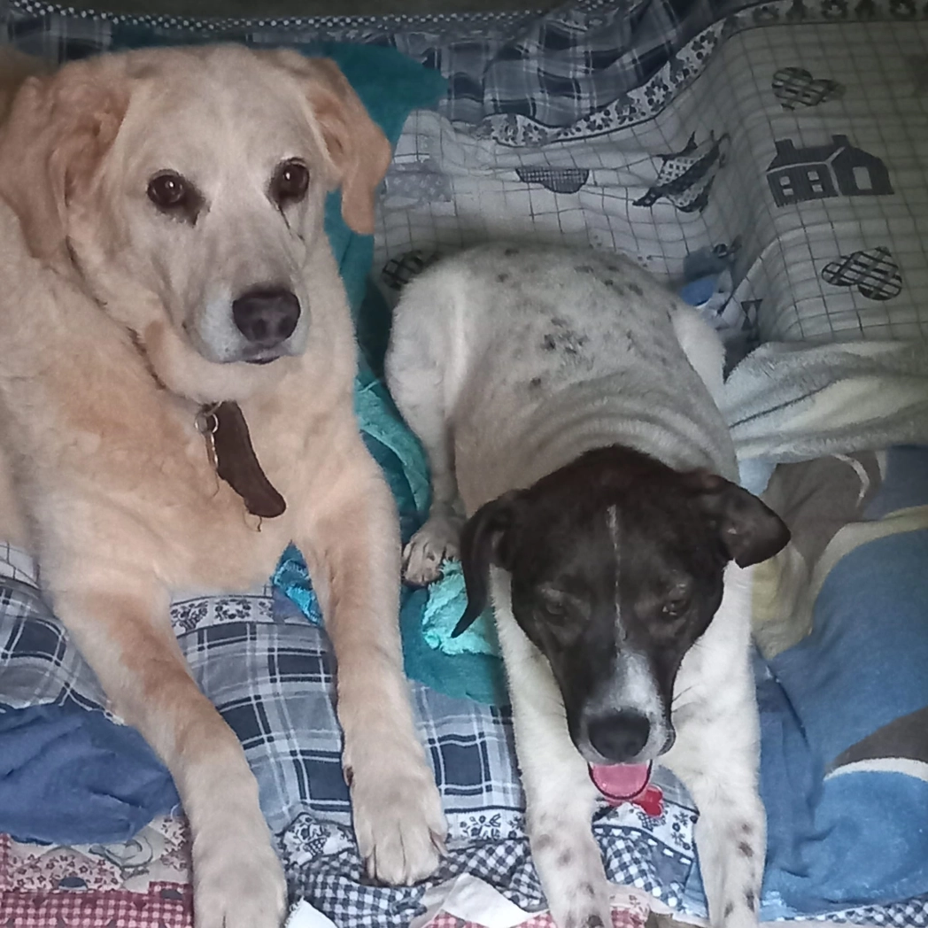 Immagine WhatsApp 2025 07 16 ore 20.50.42 c194e438