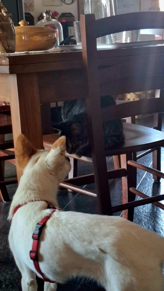 Mia nuovo coinquilino