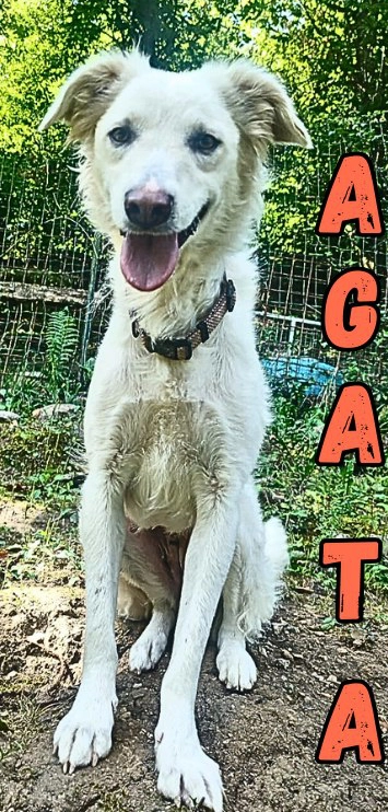 Agata Agata