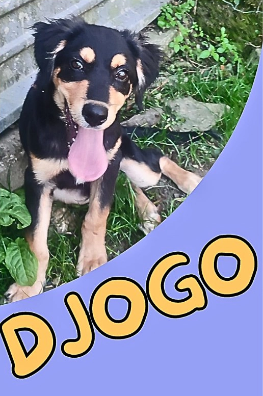  Djogo 