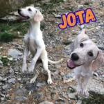 Jota