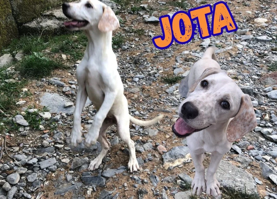 Jota
