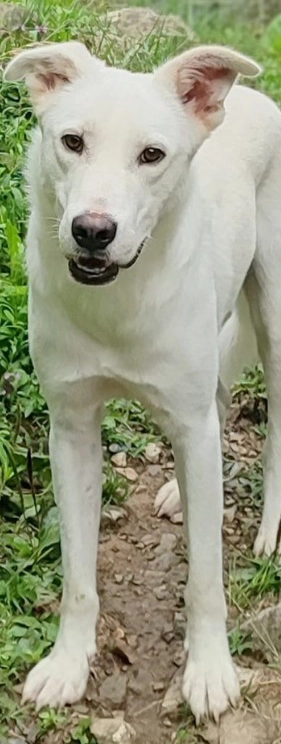  Ken 