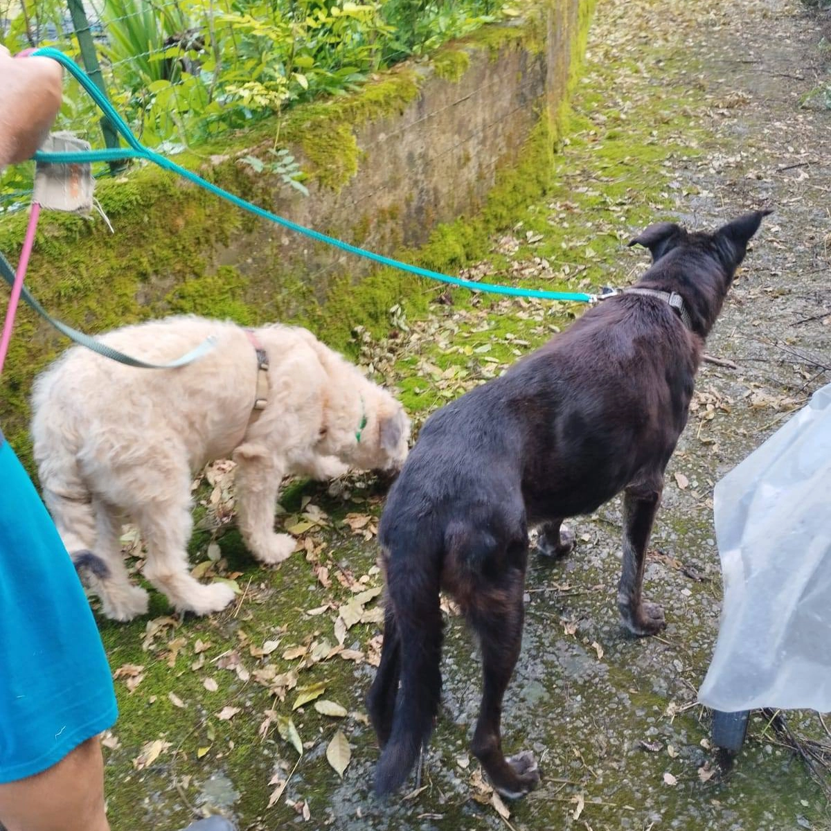 Zorba co. in passeggiata