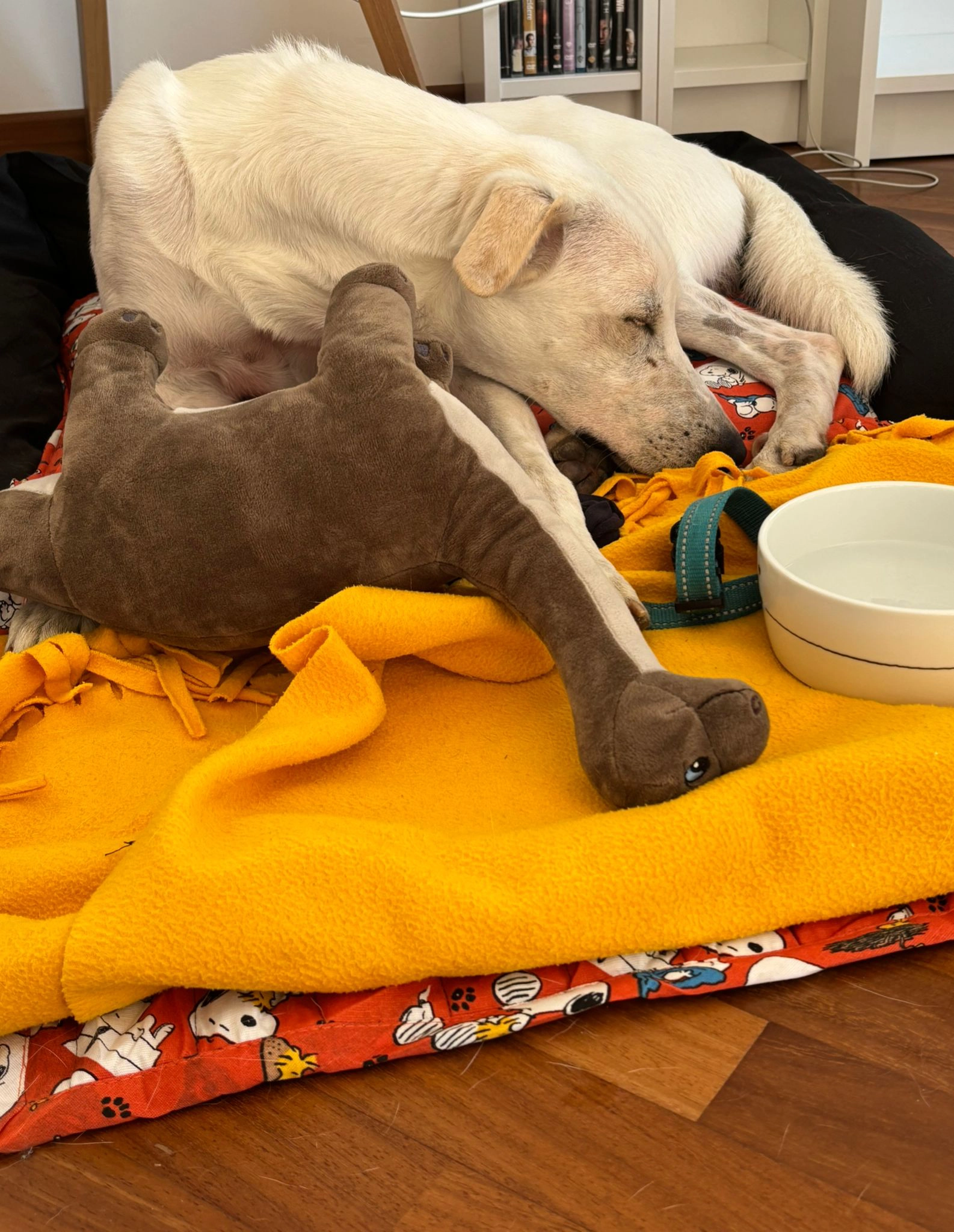 556833188 1220985086739753 8950140987155848982 n