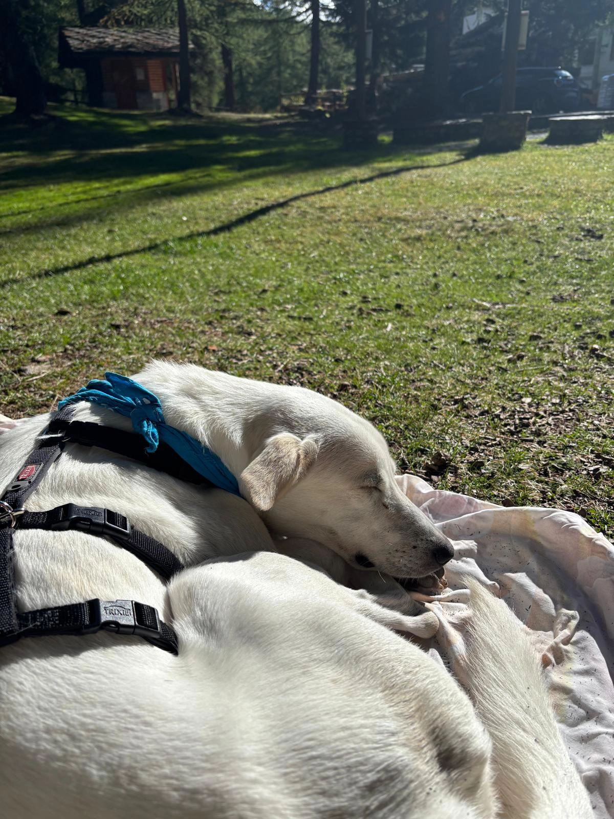 557638181 1220984290073166 5293076250147666266 n