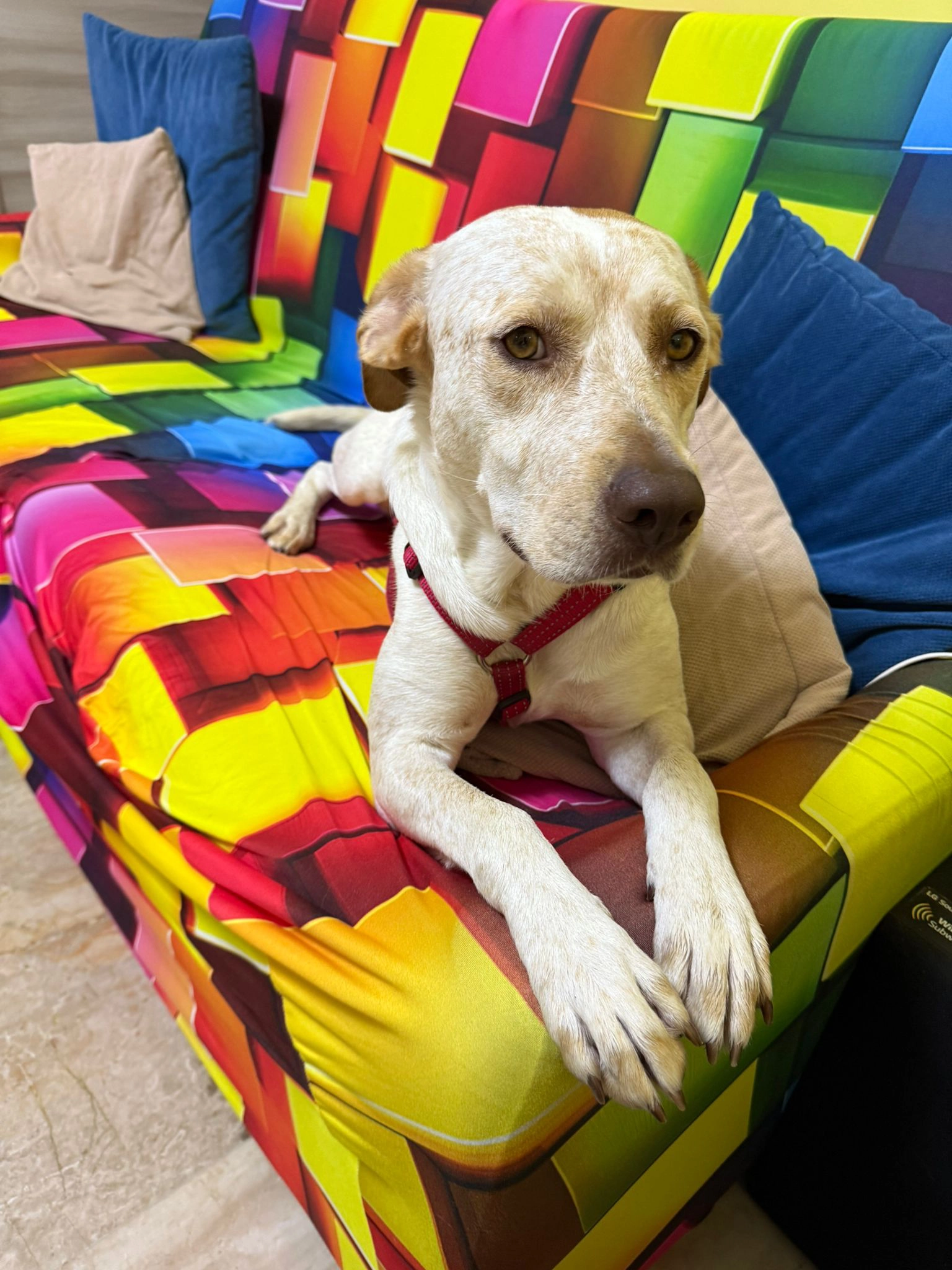 Ginevra sul divano 1