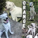 Orange thumbnail