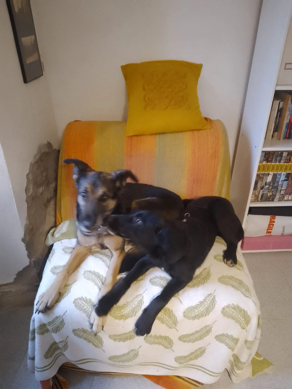 585436930 1263895075782087 3175340475274162807 n