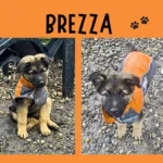 Brezza 1