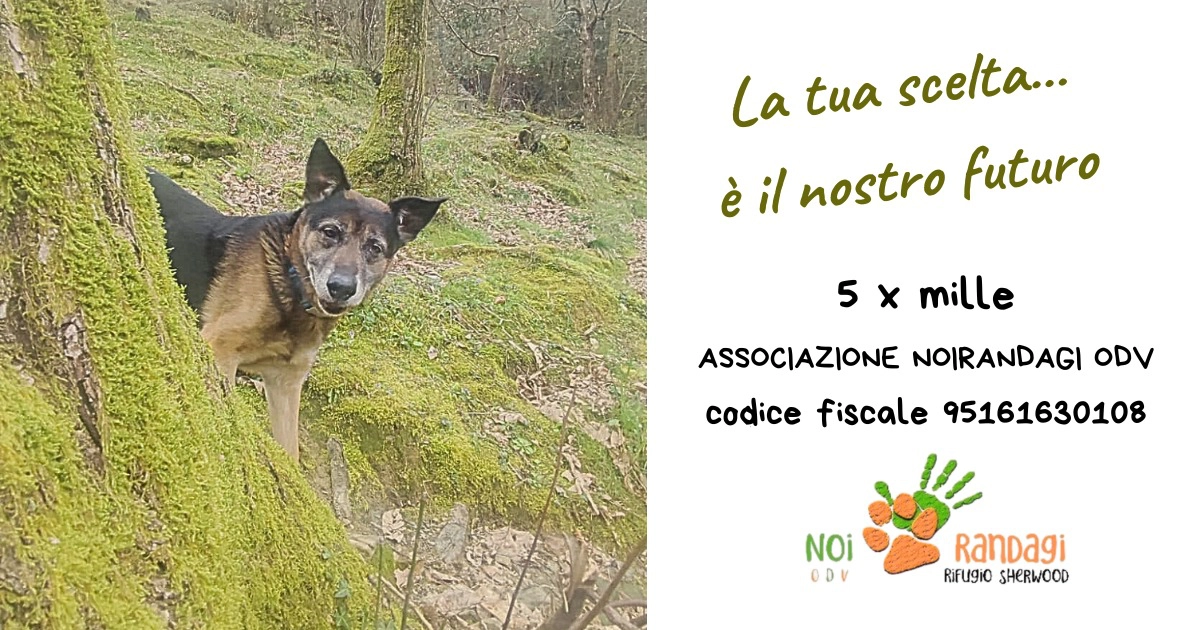 5x1000 2026 5x1000 2026